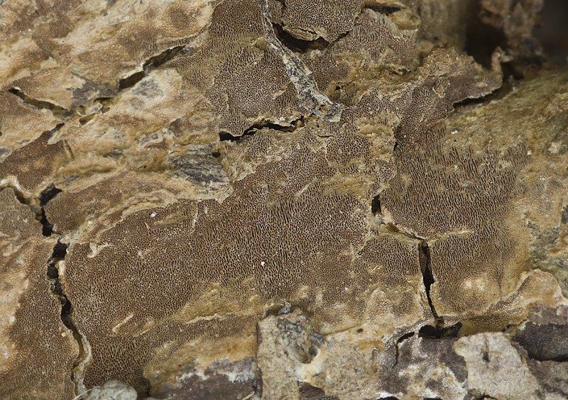 Phellinus ferruginosus